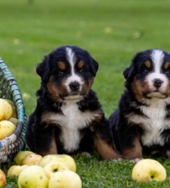 Berno zenenhundų šuniukai su kilmės dokumentais