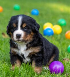 Berno zenenhundų šuniukai su kilmės dokumentais