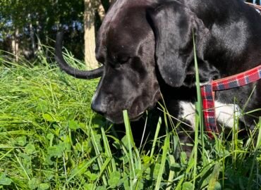 Šunų prižiūrėjimas namuose