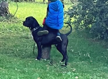 Šunų prižiūrėjimas namuose