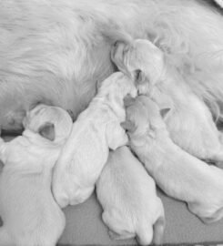 Balti Cvergsnaucerio suniukai