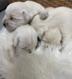 Balti Cvergsnaucerio suniukai