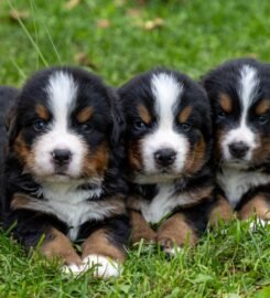 Berno zenenhundų šuniukai su kilmės dokumentais