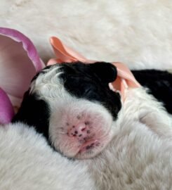 Ispanų vandens šunys