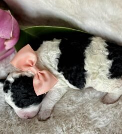 Ispanų vandens šunys