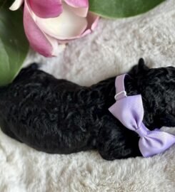 Ispanų vandens šunys