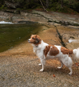 Mažasis olandų spanielis šuo Bugivugi