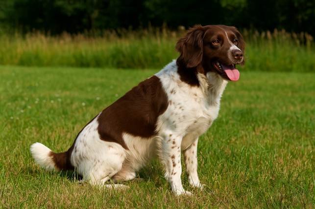 Drentės kurapkinis šuo žalioje pievoje Bugivugi
