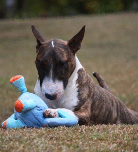 Nykštukinis bulterjeras šuo su žaislu pievoje Bugivugi
