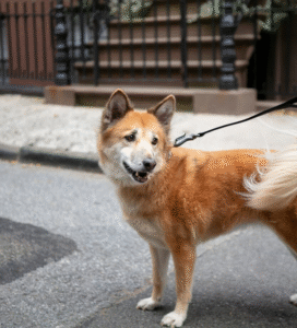 Norvegų lundehundas mažas rudas šuo Bugivugi