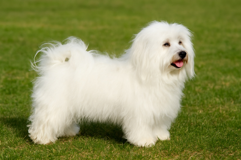 Tulearo bišonas žaismingas ir draugiškas šuo Bugivugi