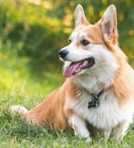 Valų korgis pembrukas šuo žolėje Bugivugi