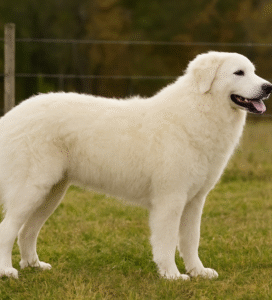 kuvasas baltas šuo stovintis pievoje Bugivugi