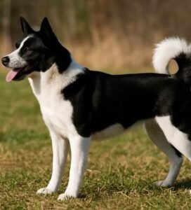 Karelų lokinis šuo lauke Bugivugi