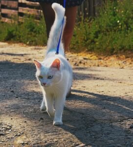 Katė su pavadėliu lauke Bugivugi