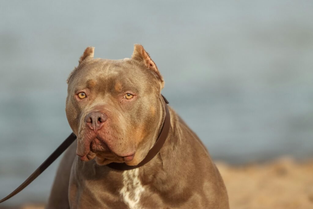 American bully XL didelis šuo paplūdimyje Bugivugi