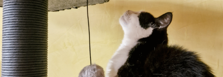 Draskyklė katėms Flamingo Berliot juodos spalvos 90x65x118 cm (naudotas ekspozijoje)