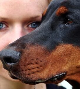 Dobermanas ar rotveileris Bugivugi