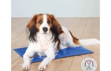 Vėsinantis kilimėlis 100×60 cm