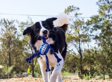 Mėlynas kamuolys su kojom Rogz Flossy Grinz 24cm