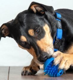 Raudonas kamuoliukas su spygliais Rogz Fred 6.4cm