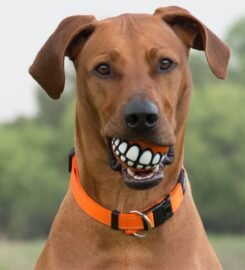 Oranžinis plūduriuojantis kamuoliukas 78mm