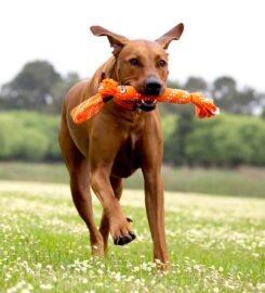 Tampomas mėlynas virvinis žaislas šunims Rogz 54 cm