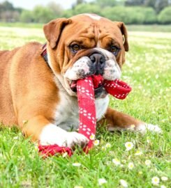 Tampomas raudonas virvinis žaislas šunims Rogz 54 cm