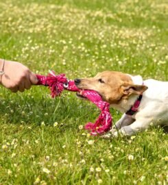 Tampomas raudonas virvinis žaislas šunims Rogz 54 cm