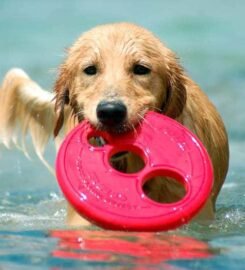 Skraidanti lėkštė geltona Rogz 23cm