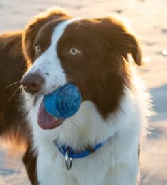 Plūduriuojantis mėlynas kamuoliukas Rogz 6.4cm