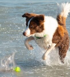 Plūduriuojantis mėlynas kamuoliukas Rogz 6.4cm