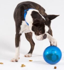 Interaktyvus kamuolys šunims mėlynas Rogz