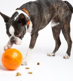 Interaktyvus kamuolys šunims oranžinis Rogz