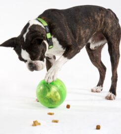 Interaktyvus kamuolys šunims žalias Rogz