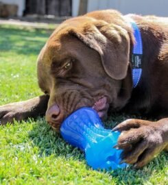 Interaktyvus kramtomas žaislas šunims oranžinis Rogz 11.5x4cm