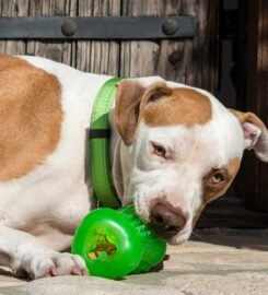 Interaktyvus kramtomas žaislas šunims mėlynas Rogz 11.5x4cm