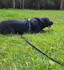 Džiovintas jaučio penis 20 cm ilgio 3 vnt