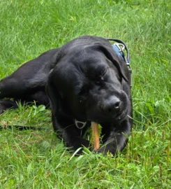 Džiovintas jaučio penis, 10 cm ilgio 5 vnt rinkinys