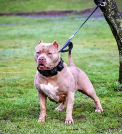 Šuns dresūros antkaklis su svarmenimis