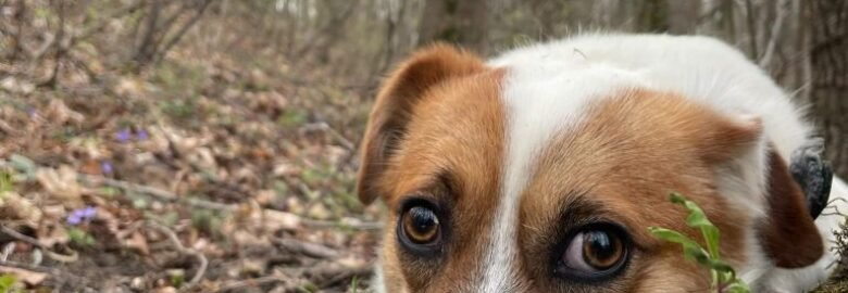 Šuo Skubis ieško namų