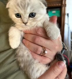 Skotu nulepausiai ir staciaausiai