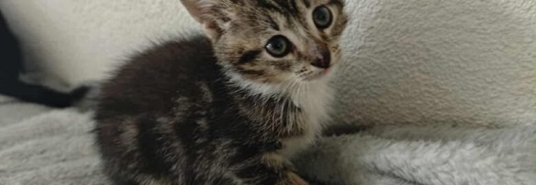 Katė Felis ieško namų