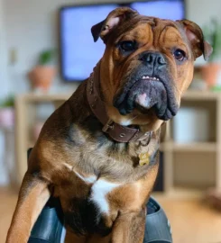 Bėganti Lapė antkaklis šunims Actekų