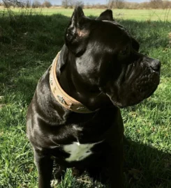 Bėganti Lapė antkaklis šunims Actekų