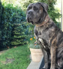 Bėganti Lapė antkaklis šunims Actekų