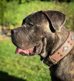 Bėganti Lapė antkaklis šunims Actekų