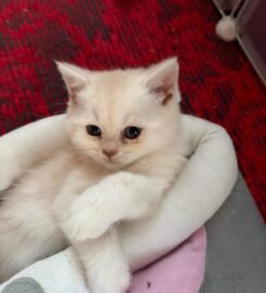 Skotu nulepausiai ir staciaausiai