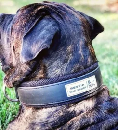 Dresūros šuns antkaklis su rankena