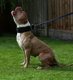 Šuns dresūros pavadėlis su rankena